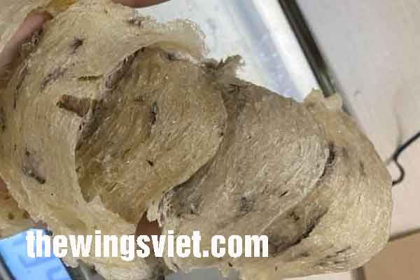 yến sào nguyên chất yến sào nguyên chất