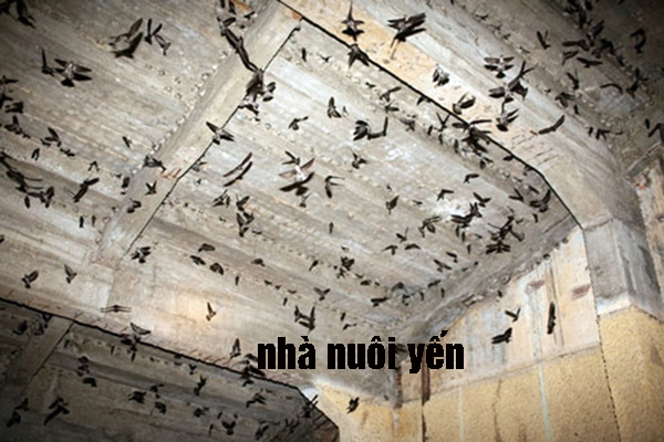 nhà yến nhà yến