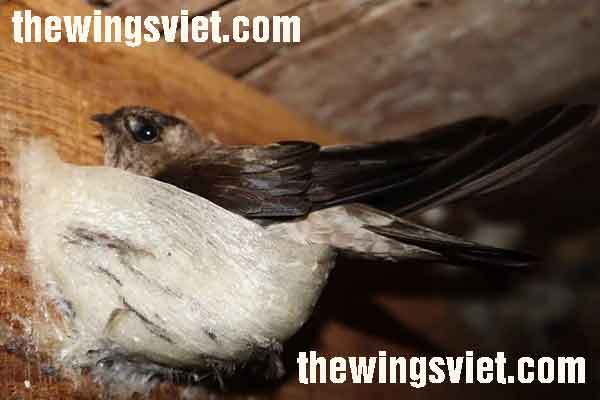 công dụng của yến sào công dụng của yến sào