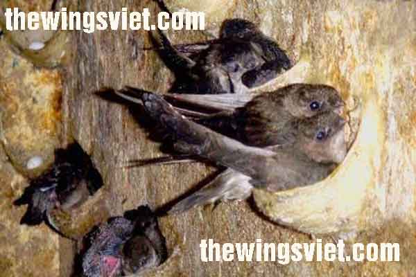 lợi ích của tổ yến lợi ích của tổ yến