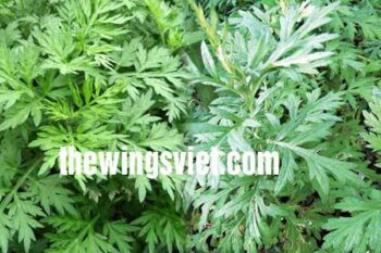 Mẹ sau sinh có ăn được ngải cứu không