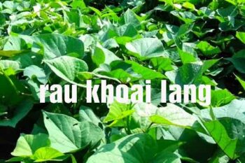 Phụ nữ sau sinh có ăn được rau khoai lang không